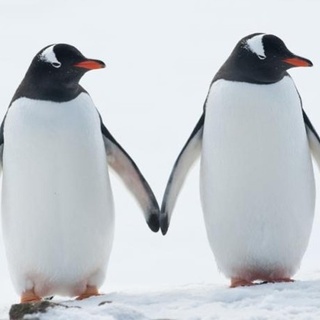 Internationally famous gay penguins Sphen and Magic are now proud parents for the second time. Sphen and Magic, a pair of gay Gentoo penguins, first came to international attention in 2018 when they fostered an egg and successfully hatched and cared for a female chick at the SEA LIFE Aquarium in Sydney, Australia. The pair was the first at the aquarium to successfully incubate and raise a chick — a baby girl named Lara. Tap link in bio to continue on @EDGEmedianetwork ?️‍???⁠
⁠
?️: @kschatt13⁠
?: Sphen and Magic / SEA LIFE Aquarium