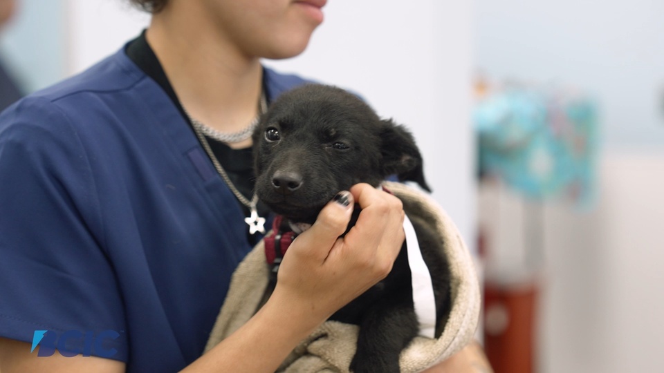 @btxbarcc, in partnership with the @btxrgv and @ccpaac, is proud to bring you this 50-spot FREE spay & neuter event—sponsored by the Brownsville Community Improvement Corporation (BCIC) as part of our mission to improve quality of life in our city.

Date: May 18, 2025
Limit: 1 pet per household
Proof of Residency: Utility bill required
Spots: Only 50 available—register early!

Register Now: www.btxbarcc.com

Questions?
Email: btxbarcc@brownsvilletx.gov
Call: 956-544-7351