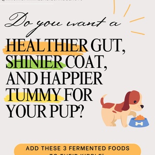 ? Want a Healthier Gut, Shinier Coat & Happier Tummy for Your Pup? ✨
 Just Add THESE Fermented Foods! ?

Adding fermented foods to your dog’s bowl is one of the easiest, most natural ways to boost their gut health, digestion, immunity, and skin! Here’s how:

? Homemade Milk Kefir – The Ultimate Probiotic Booster! ✔️ Packed with 30+ strains of probiotics to balance gut bacteria ✔️ Supports digestion & reduces bloating, diarrhea, and gas ✔️ Strengthens immune function & helps fight yeast overgrowth ✔️ Aids in nutrient absorption for better overall health ? Use raw or A2/A2 milk to make it easier to digest!

? Raw Sauerkraut (or Brine) – Gut-Healing & Detox Support! ✔️ Rich in live enzymes & fiber to improve digestion ✔️ Naturally fermented with beneficial bacteria for gut balance ✔️ Detoxifies the body & supports the liver ✔️ Great for dogs prone to allergies, itchy skin, & inflammation ? Start slow—too much too fast can cause loose stools!

? Plain, Full-Fat Yogurt – Simple & Effective Gut Support! ✔️ Contains probiotics & calcium for digestion & bone health ✔️ Supports a healthy skin & coat by reducing inflammation ✔️ Helps with yeast issues, bad breath, & immune function ✔️ A great cooling treat in warm weather! ? Use plain, unsweetened, grass-fed yogurt—NO artificial sweeteners!

? Why Fermented Foods for Dogs? ✔️ Balances gut bacteria = better digestion & fewer tummy troubles ✔️ Supports skin & coat health = reduces itching & dryness ✔️ Boosts immunity = helps prevent illness & inflammation ✔️ Improves nutrient absorption = making every meal more effective!

? Want to SUPERCHARGE their food even more? ?
 Bone broth is the ultimate addition for joint support, gut health & inflammation relief!
? COMMENT “BONE BROTH” and I’ll send you my Bone Broth Guide for Optimal Canine Health to purchase!

✨ Want my full blog post on feeding these fermented foods to dogs? ? COMMENT “BLOG” and I’ll send you the link! ?