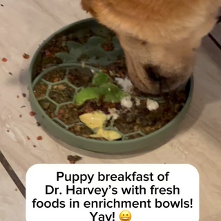 Breakfast with Enrichment Bowls: Why They Matter for Your Dogs’ Health ?

Today, we’re whipping up a nutrient-packed breakfast in our brand-new enrichment bowls! These bowls are not just fun but essential for your dog’s mental and physical health.

Why Enrichment Bowls?
Enrichment bowls encourage slower eating, which: ?️ Aids digestion by preventing gulping and bloating. ? Provides mental stimulation, reducing boredom and anxiety. ? Promotes a healthy relationship with food by making mealtime engaging.

What’s in Our Bowls Today?

1️⃣ Base: Dr. Harvey’s Dehydrated Food
* Hydrated with a tea made from nettle and Honest Pet Company’s Turkey Bone Broth.
* Benefits: Rich in nutrients and easy to digest. Bone broth supports joint health and gut lining, while nettle adds iron and anti-inflammatory properties.
2️⃣ Dr. Harvey’s Supplements ? Golden Years for Evie: Specifically formulated for senior dogs to support joint health, skin, coat, and overall wellness. ? Multivitamin Powder for Loki: Provides essential vitamins and minerals for long-term immune support and optimal health.
3️⃣ Four Leaf Rover’s Protect Soil-Based Probiotics
* Why it’s healthy: These probiotics restore gut balance, promote better digestion, and support the immune system by introducing beneficial bacteria straight from nature.
4️⃣ Omega Oil
* Why it’s healthy: Packed with omega-3 and omega-6 fatty acids for a shiny coat, reduced inflammation, and cognitive support.
5️⃣ Fresh Additions ? 24-Hour Fermented Raw Yogurt: Probiotic-rich for gut health, immunity, and digestion. ? Sauerkraut Brine: Adds beneficial bacteria and supports gut health, while aiding nutrient absorption. ? Avocado: A healthy fat source packed with vitamins A, E, and C for skin, coat, and brain health (always serve in moderation without pits or skin).

Why This Bowl Rocks

This combination of fresh, dehydrated, and fermented foods provides: ✅ Essential vitamins and minerals. ✅ Gut-healing probiotics. ✅ Anti-inflammatory and immune-boosting nutrients.

Serve when cooled and watch your pups have fun!

? Comment VITAMINS below and I’ll send you a list of all of the vitamins and supplements I use ?✨