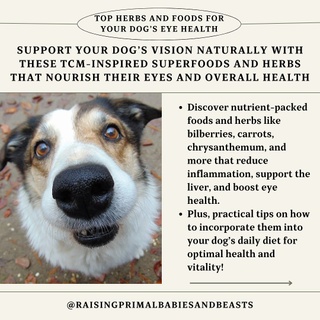 ? Top 5 Herbs & Foods for Your Dog’s Eye Health ?️?

As dogs age, maintaining eye health is essential. Traditional Chinese Medicine (TCM) links vision to liver health, and the right diet can support both. Here’s how to naturally nourish your dog’s eyes:

1️⃣ Bilberries (Blueberries’ Wild Cousin) ? ? Why: Rich in antioxidants and anthocyanins, they strengthen blood vessels and aid night vision. ? How: Add fresh or freeze-dried bilberries (or blueberries) as a treat or topper.

2️⃣ Carrots & Orange Veggies ? ? Why: Beta-carotene converts to vitamin A, supporting healthy vision and preventing degeneration. ? How: Steam/lightly cook carrots, squash, or pumpkin for better digestibility and use as a topper.

3️⃣ Chrysanthemum Flowers ? ? Why: In TCM, they “cool” the liver, aiding dry eyes and strain. ? How: Brew a tea; add a few tablespoons to food or water.

4️⃣ Egg Yolks (Pasture-Raised) ? ? Why: Lutein and zeaxanthin protect against cataracts and boost eye health. ? How: Serve raw (if tolerated) or lightly cooked as a weekly treat.

5️⃣ Goji Berries ? ? Why: Rich in antioxidants, vitamin C, and beta-carotene, they nourish the liver and eyes. ? How: Soak, chop, and mix into food.

Bonus Tips for Eye Health ?
 ? Herbs: Add turmeric or parsley for anti-inflammatory benefits. ? Hydration: Keep your dog hydrated for optimal health. ? Vet Checks: Watch for cloudiness, discharge, or signs of aging and consult your vet.

Comment “EYES” below for my blog post with recipes and more tips!

What foods or herbs do you include for your pup’s health? Share below! ?✨