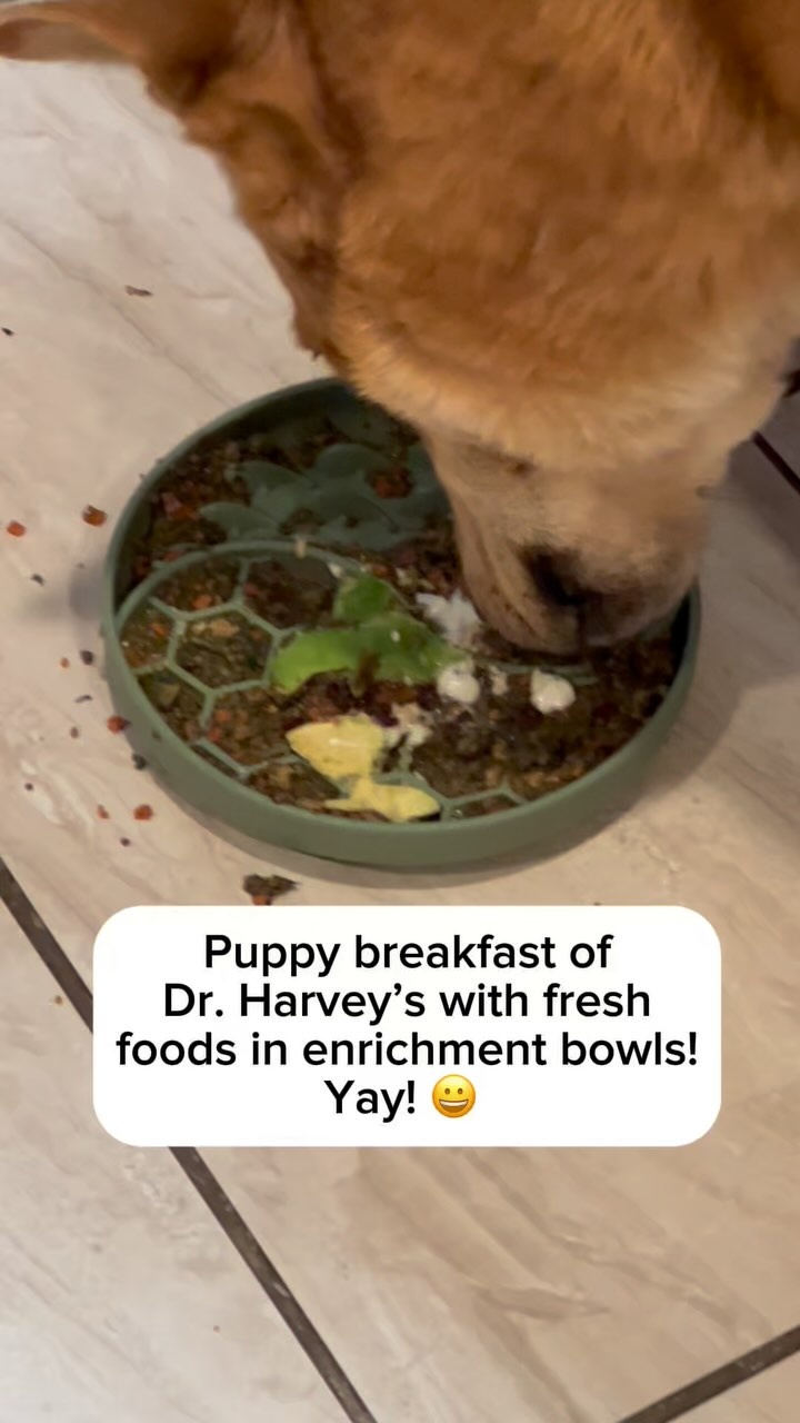 Breakfast with Enrichment Bowls: Why They Matter for Your Dogs’ Health ?

Today, we’re whipping up a nutrient-packed breakfast in our brand-new enrichment bowls! These bowls are not just fun but essential for your dog’s mental and physical health.

Why Enrichment Bowls?
Enrichment bowls encourage slower eating, which: ?️ Aids digestion by preventing gulping and bloating. ? Provides mental stimulation, reducing boredom and anxiety. ? Promotes a healthy relationship with food by making mealtime engaging.

What’s in Our Bowls Today?

1️⃣ Base: Dr. Harvey’s Dehydrated Food
* Hydrated with a tea made from nettle and Honest Pet Company’s Turkey Bone Broth.
* Benefits: Rich in nutrients and easy to digest. Bone broth supports joint health and gut lining, while nettle adds iron and anti-inflammatory properties.
2️⃣ Dr. Harvey’s Supplements ? Golden Years for Evie: Specifically formulated for senior dogs to support joint health, skin, coat, and overall wellness. ? Multivitamin Powder for Loki: Provides essential vitamins and minerals for long-term immune support and optimal health.
3️⃣ Four Leaf Rover’s Protect Soil-Based Probiotics
* Why it’s healthy: These probiotics restore gut balance, promote better digestion, and support the immune system by introducing beneficial bacteria straight from nature.
4️⃣ Omega Oil
* Why it’s healthy: Packed with omega-3 and omega-6 fatty acids for a shiny coat, reduced inflammation, and cognitive support.
5️⃣ Fresh Additions ? 24-Hour Fermented Raw Yogurt: Probiotic-rich for gut health, immunity, and digestion. ? Sauerkraut Brine: Adds beneficial bacteria and supports gut health, while aiding nutrient absorption. ? Avocado: A healthy fat source packed with vitamins A, E, and C for skin, coat, and brain health (always serve in moderation without pits or skin).

Why This Bowl Rocks

This combination of fresh, dehydrated, and fermented foods provides: ✅ Essential vitamins and minerals. ✅ Gut-healing probiotics. ✅ Anti-inflammatory and immune-boosting nutrients.

Serve when cooled and watch your pups have fun!

? Comment VITAMINS below and I’ll send you a list of all of the vitamins and supplements I use ?✨
