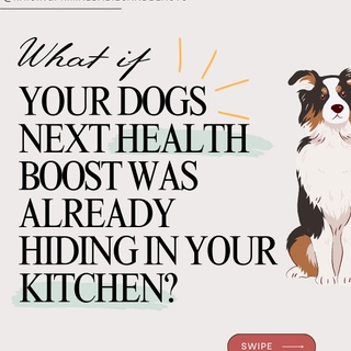 Did you know that some of the same herbs you use to season your meals can be incredibly beneficial for your dog’s health too? Here are some of the best herbs to add to your dog’s diet and why they’re so powerful!

? Parsley
* Why It’s Amazing: Packed with vitamins A, C, and K, parsley is a natural breath freshener and supports kidney function.
* How to Use: Chop it finely and sprinkle it over your dog’s food for a nutrient boost.

? Basil
* Why It’s Amazing: Known for its anti-inflammatory and antibacterial properties, basil can help soothe arthritis and fight infections. It’s also a calming herb, great for dogs with anxiety.
* How to Use: Add a small pinch of fresh basil leaves to their meals or mix it into homemade treats.

? Oregano
* Why It’s Amazing: Oregano is rich in antioxidants and can help support your dog’s immune system. It’s also a natural antifungal and antibacterial agent, making it great for gut health.
* How to Use: Use a tiny sprinkle of dried oregano or a few fresh leaves mixed into their food.

? Dill
* Why It’s Amazing: This digestive-friendly herb can help with upset stomachs and reduce bloating. Dill is also great for freshening breath and supporting dental health.
* How to Use: Finely chop fresh dill and mix it into your dog’s food or water.

? Thyme
* Why It’s Amazing: A natural antimicrobial herb, thyme supports respiratory health and can help fight off minor infections. It’s also rich in antioxidants.
* How to Use: Add a pinch of fresh or dried thyme to their meals in small quantities.

? Rosemary
* Why It’s Amazing: Rosemary supports cognitive function and memory in aging dogs. It’s also a natural preservative, rich in antioxidants that help fight free radicals.
* How to Use: Use a small pinch of fresh rosemary chopped into their meals.

✨ Comment “HERBS” and I’ll send you dosing instructions + more ideas on how to incorporate these into your dog’s meals! ?

✨Comment ‘BROTH’ and I’ll send you a link to purchase my Healing Bone Broth for Dogs: Recipes for Optimal Canine Health (now on sale!). You’ll use many of these culinary herbs plus medicinal ones in each recipe. ??