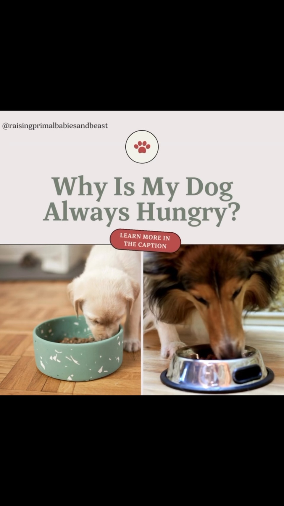 Does your dog seem never satisfied, even after eating? Some breeds, like Australian Cattle Dogs, have no “off switch” when it comes to food. With their high energy and working dog nature, they often act hungry, even on a full diet! 

Let’s explore why this happens and how to use fresh food toppers to keep them fuller for longer—without overfeeding! ?✨

Why Dogs Feel Hungry After Eating

1️⃣ Breed-Specific Traits: Dogs like Australian Cattle Dogs and Labradors are prone to endless appetites. These high-energy breeds may need more protein or fiber to match their activity levels. 2️⃣ Processed Foods: Kibble digests quickly and lacks the fiber and nutrients that help dogs feel full. 3️⃣ Boredom or Habit: Sometimes hunger cues are actually boredom. Keep your dog’s mind active with puzzles and enrichment!

Fresh Foods to Satisfy Hunger

Adding fresh foods is a safe, healthy way to bulk up meals while supporting your dog’s overall health. These nutrient-dense options are low-calorie and filling:
? Green Beans: A fiber-packed, low-calorie veggie that adds bulk to meals without extra fat. Serve steamed or raw. ? Cauliflower: A crunchy, nutrient-rich option that’s perfect for filling bellies. Chop raw or steam lightly. ? Sweet Potatoes: Slow-digesting carbs and fiber help your pup feel fuller longer. Mash or cube (cooked) for a topper. ? Carrots: A crunchy snack or meal topper loaded with fiber and vitamins. Serve raw or lightly steamed. ? Lean Proteins: Small amounts of chicken, turkey, or fish add satisfying protein without extra calories. ? Apples: Sweet and full of fiber (just avoid seeds!), they’re a great crunchy treat.

Managing Hunger in Breeds Like Australian Cattle Dogs

? Energy Needs: Active breeds may require more protein or calorie-dense meals to fuel their lifestyles. Fresh toppers can balance their diet without overfeeding. ? Mental Stimulation: Hunger cues are sometimes boredom. Use snuffle mats or training sessions to redirect focus and keep them engaged. ? Bulk Without Calories: Add green beans or cauliflower to meals to increase volume and keep your pup feeling full.

✨ Comment “HUNGRY DOG” for my list of fresh toppers and portioning tips!