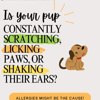 ? Spring Allergies & Itchy Skin in Dogs: Holistic Solutions for Relief ?✨

Spring is here, and so is pollen season—which means many dogs are licking their paws, scratching like crazy, and dealing with itchy, irritated skin. But did you know that dog allergies start in the gut? Instead of just masking symptoms with meds, let’s heal the root cause naturally!

? Why Do Dogs Get Seasonal Allergies?
✔ Leaky Gut & Imbalanced Microbiome – A weak gut lining allows allergens (like pollen, dust, or food proteins) to trigger inflammation instead of passing through harmlessly. ✔ Liver Overload (“Too Much Heat”) – If your dog’s liver can’t detox properly, allergens build up in the bloodstream, causing itchy skin, red paws, and chronic ear infections. ✔ Histamine Reactions – Excess histamine release leads to hot spots, scratching, and watery eyes (just like in humans!).

? Healing from the Inside Out: What to Add to Their Diet
✅ Raw or Lightly Cooked Meat – Provides lean muscle & essential amino acids. ✅ Pasture-Raised Eggs – Packed with biotin & omega-3s for skin & coat health. ✅ Fermented Veggies & Kefir – Restores gut balance & reduces yeast overgrowth. ✅ Bone Broth – Seals the gut lining & provides hydration, gelatin, and collagen.
? Want to supercharge their food with gut & joint support? ? Comment “BONE BROTH” and I’ll send you my Healing Bone Broth for Dogs Guide (on sale TODAY ONLY for 50% off with code FEB50).

? Medicinal Herbs for Allergy Relief
? Nettle Leaf – A natural antihistamine to reduce itching & inflammation. ? Dandelion Root – Supports liver detox (great for yeast-prone dogs!). ? Chamomile – Soothes digestion & calms stress-related itching. ? Licorice Root – Acts as a natural steroid without side effects.

? Want the full breakdown on feeding fermented foods, herbs, and gut-healing supplements? ? Comment “BLOG” and I’ll send you the guide!
Helping your pup heal from the inside out takes time, but with real food, gut support, and a holistic approach, they’ll be thriving in no time! ?

? Tag a fellow dog parent who needs this!