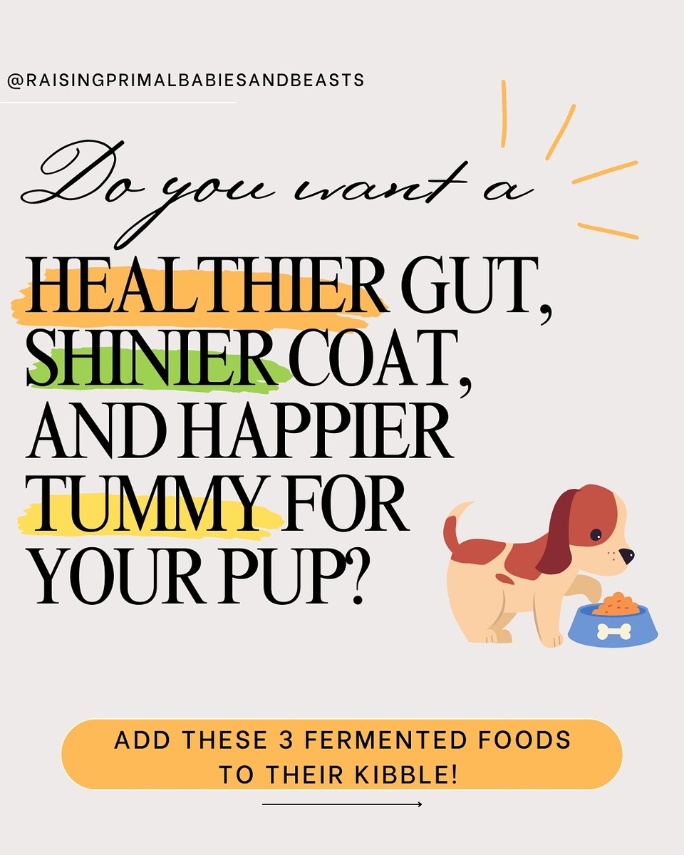 ? Want a Healthier Gut, Shinier Coat & Happier Tummy for Your Pup? ✨
 Just Add THESE Fermented Foods! ?

Adding fermented foods to your dog’s bowl is one of the easiest, most natural ways to boost their gut health, digestion, immunity, and skin! Here’s how:

? Homemade Milk Kefir – The Ultimate Probiotic Booster! ✔️ Packed with 30+ strains of probiotics to balance gut bacteria ✔️ Supports digestion & reduces bloating, diarrhea, and gas ✔️ Strengthens immune function & helps fight yeast overgrowth ✔️ Aids in nutrient absorption for better overall health ? Use raw or A2/A2 milk to make it easier to digest!

? Raw Sauerkraut (or Brine) – Gut-Healing & Detox Support! ✔️ Rich in live enzymes & fiber to improve digestion ✔️ Naturally fermented with beneficial bacteria for gut balance ✔️ Detoxifies the body & supports the liver ✔️ Great for dogs prone to allergies, itchy skin, & inflammation ? Start slow—too much too fast can cause loose stools!

? Plain, Full-Fat Yogurt – Simple & Effective Gut Support! ✔️ Contains probiotics & calcium for digestion & bone health ✔️ Supports a healthy skin & coat by reducing inflammation ✔️ Helps with yeast issues, bad breath, & immune function ✔️ A great cooling treat in warm weather! ? Use plain, unsweetened, grass-fed yogurt—NO artificial sweeteners!

? Why Fermented Foods for Dogs? ✔️ Balances gut bacteria = better digestion & fewer tummy troubles ✔️ Supports skin & coat health = reduces itching & dryness ✔️ Boosts immunity = helps prevent illness & inflammation ✔️ Improves nutrient absorption = making every meal more effective!

? Want to SUPERCHARGE their food even more? ?
 Bone broth is the ultimate addition for joint support, gut health & inflammation relief!
? COMMENT “BONE BROTH” and I’ll send you my Bone Broth Guide for Optimal Canine Health to purchase!

✨ Want my full blog post on feeding these fermented foods to dogs? ? COMMENT “BLOG” and I’ll send you the link! ?