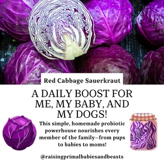 Red Cabbage Sauerkraut: A Daily Boost for Me, My Baby, and My Dogs! ??
Lately, I’ve been giving my dogs a daily scoop of homemade red cabbage sauerkraut, and it’s become a favorite for Stella and me, too! Did you know homemade sauerkraut is one of the most cost-effective, potent probiotics?

Why Homemade Sauerkraut? ? Higher Probiotic Count: Just a small serving can contain billions of live cultures, often more than store-bought probiotics. ? Nutrient-Rich: Fermentation unlocks vitamin C, K, and antioxidants for easy absorption. ? Budget-Friendly: A single head of cabbage makes a big batch for a fraction of the cost of capsules. ? Customizable: No preservatives, sugars, or unnecessary additives. ? Versatile: Use it as a meal topper or add brine to soups and purees.

Benefits for Dogs ? ? Gut Health: Loaded with probiotics to support digestion, nutrient absorption, and immunity. ? Skin & Coat: Fewer allergies, less itchiness, and a shinier coat. ? Red Cabbage Power: Packed with anthocyanins and antioxidants to reduce inflammation. ? Vitamins & Minerals: High in vitamin C, K, and manganese for joint, bone, and immune health.

Why It’s Amazing for Stella & Me ? ? Gut Support: Balances gut microbiome, reduces bloating, and boosts immunity. ? Antioxidants: Red cabbage combats inflammation and oxidative stress. ? Brain & Immune Health: Vitamin K and anthocyanins are great for brain health and Stella’s growth.

How We Serve It ? Dogs: A teaspoon daily for small dogs or a tablespoon for larger ones, mixed into meals or as a topper. ? Stella & Me: Add brine to soups or purees, or enjoy it as a tangy side dish.
Red cabbage sauerkraut is simple to make, nutritious, and perfect for nourishing everyone in the family—from pups to babies to moms.

? Do you add ferments to your diet or your dog’s meals? Share your favorite ways below! ??