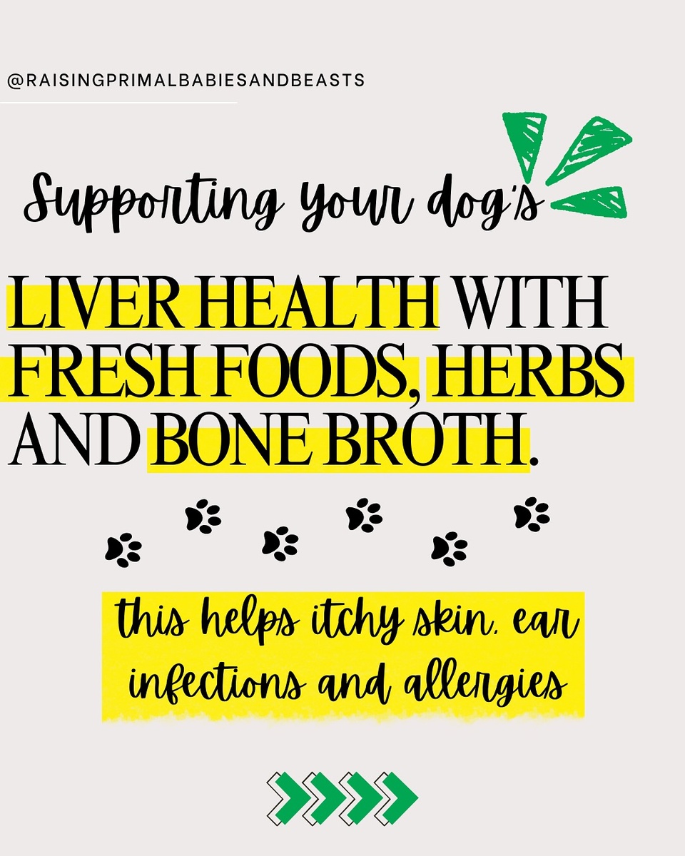 Is Your Dog Itchy, Gassy, or Struggling with Stiff Joints? It Might Be Their Liver! ??

Ever notice your pup is itching more, dealing with hot spots, or having tummy troubles? Their Liver and Gallbladder might need some love! In Traditional Chinese Medicine (TCM), these organs fall under the Wood Element, controlling detoxification, digestion, skin health & energy levels.

? Signs Your Dog’s Liver Is Out of Balance:
? Excessive itching, hot spots, or red, inflamed skin (signs of toxin buildup) ? Digestive issues (bloating, loose stools, gas, or acid reflux) ? Tight muscles, stiffness, or sluggish movement (poor detox can cause joint inflammation) ? Slow detoxification (bad breath, sluggishness, yeast overgrowth, or a dull coat)
? The Fix? Nourish the Liver & Gallbladder with Whole Foods & Herbs!

? Liver-Supporting Whole Foods: ✔ Leafy greens (dandelion, kale, parsley) – Naturally detoxifies & supports bile production ✔ Beets & carrots – High in antioxidants & beta-carotene to protect liver cells ✔ Fatty fish (sardines, salmon, mackerel) – Omega-3s to reduce inflammation & support detox pathways ✔ Pasture-raised organ meats (liver, kidney, heart) – Provides essential B vitamins & amino acids for liver regeneration ✔ Eggs – Rich in choline, which helps flush toxins from the liver

? Healing Herbs & Spices for Liver Health: ✔ Turmeric – Anti-inflammatory, antioxidant & powerful liver detoxifier ✔ Milk Thistle – Protects liver cells from damage & aids liver recovery ✔ Dandelion Root – Stimulates bile flow for better digestion & detoxification ✔ Burdock Root – Blood-cleansing & supports kidney & liver function ✔ Ginger – Improves digestion, circulation & gut motility

? Bone Broth: A TCM Powerhouse for Liver Health! ✔ Flushes toxins & supports gentle liver detox ✔ Strengthens gut lining & reduces leaky gut ✔ Provides collagen & minerals for joint support ✔ Reduces inflammation & improves overall wellness

? Want the full blog post on Liver & Gallbladder health? ? Comment “LIVER”, and I’ll send it to you!

? Want my Healing Bone Broth for Dogs Guide? ? Comment “BROTH” for 50% OFF today! ?✨