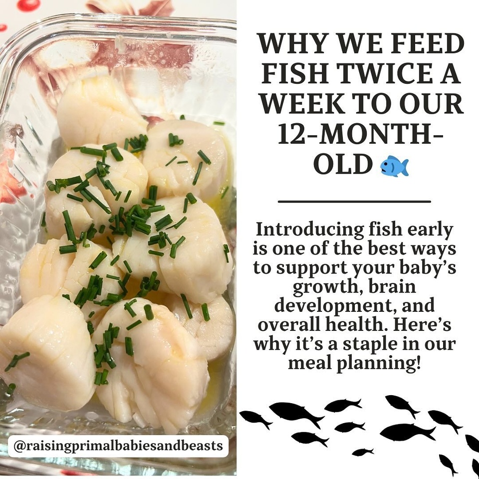 Why We Feed Fish Twice a Week to Our 12-Month-Old ??

Introducing fish early in your baby’s diet is one of the best steps for supporting growth and development. Feeding nutrient-dense fish like cod, haddock, and scallops (with plenty of butter!) twice a week has become a staple in our home. Here’s why:

Health Benefits of Fish for Infants
? Rich in Omega-3s: DHA and EPA are essential for brain development, cognitive growth, and healthy vision.
? Packed with Protein: Supports tissue repair and rapid growth.
? Vitamin D Source: Critical for bone development and immunity, especially for babies with low sun exposure.
? Mineral Boost: Cod and haddock are rich in selenium, iodine, and zinc, vital for thyroid function, immunity, and overall development.
? Butter Bonus: Adding butter enhances flavor and provides healthy fats that aid in absorbing vitamins A, D, E, and K.

Best Fish for Babies
✅ Cod: Mild, low in mercury, and easy to prepare.
✅ Haddock: Nutrient-dense and gentle on digestion.
✅ Wild Salmon: Omega-3 and protein-packed for brain and heart health.
✅ Scallops: Soft, easy to chew, and rich in protein and minerals.
✅ Sardines: A calcium and vitamin D powerhouse.

Fish to Avoid for Infants
? Shark, Swordfish, King Mackerel, Tilefish: High in mercury, which can harm developing brains.
? Canned Tuna: If given, limit portions. Opt for low-mercury options like skipjack.

Why Include Fish Twice a Week?
Regularly offering fish boosts brain development, supports immunity, and establishes healthy eating habits early. Plus, it diversifies their palate with nutrient-dense options.

? Pro Tip: Start with small portions and watch for any allergies. Always choose wild-caught or sustainably sourced fish for the best nutrition.

? Do you feed fish to your little one? Share your favorite prep methods below! Drop a ? for some recipe inspiration.✨