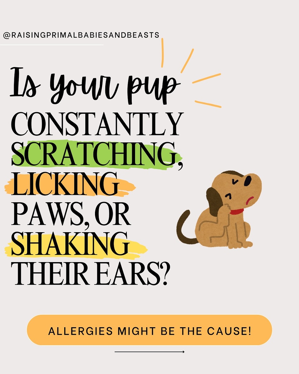 ? Spring Allergies & Itchy Skin in Dogs: Holistic Solutions for Relief ?✨

Spring is here, and so is pollen season—which means many dogs are licking their paws, scratching like crazy, and dealing with itchy, irritated skin. But did you know that dog allergies start in the gut? Instead of just masking symptoms with meds, let’s heal the root cause naturally!

? Why Do Dogs Get Seasonal Allergies?
✔ Leaky Gut & Imbalanced Microbiome – A weak gut lining allows allergens (like pollen, dust, or food proteins) to trigger inflammation instead of passing through harmlessly. ✔ Liver Overload (“Too Much Heat”) – If your dog’s liver can’t detox properly, allergens build up in the bloodstream, causing itchy skin, red paws, and chronic ear infections. ✔ Histamine Reactions – Excess histamine release leads to hot spots, scratching, and watery eyes (just like in humans!).

? Healing from the Inside Out: What to Add to Their Diet
✅ Raw or Lightly Cooked Meat – Provides lean muscle & essential amino acids. ✅ Pasture-Raised Eggs – Packed with biotin & omega-3s for skin & coat health. ✅ Fermented Veggies & Kefir – Restores gut balance & reduces yeast overgrowth. ✅ Bone Broth – Seals the gut lining & provides hydration, gelatin, and collagen.
? Want to supercharge their food with gut & joint support? ? Comment “BONE BROTH” and I’ll send you my Healing Bone Broth for Dogs Guide (on sale TODAY ONLY for 50% off with code FEB50).

? Medicinal Herbs for Allergy Relief
? Nettle Leaf – A natural antihistamine to reduce itching & inflammation. ? Dandelion Root – Supports liver detox (great for yeast-prone dogs!). ? Chamomile – Soothes digestion & calms stress-related itching. ? Licorice Root – Acts as a natural steroid without side effects.

? Want the full breakdown on feeding fermented foods, herbs, and gut-healing supplements? ? Comment “BLOG” and I’ll send you the guide!
Helping your pup heal from the inside out takes time, but with real food, gut support, and a holistic approach, they’ll be thriving in no time! ?

? Tag a fellow dog parent who needs this!