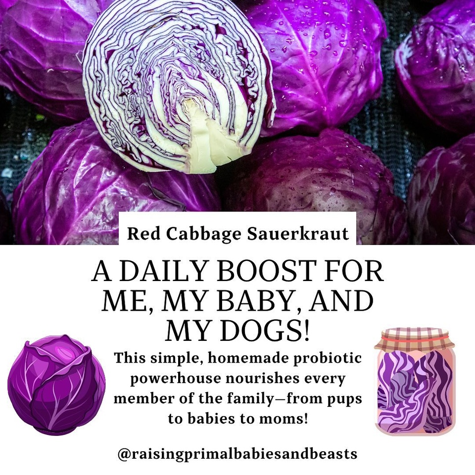 Red Cabbage Sauerkraut: A Daily Boost for Me, My Baby, and My Dogs! ??
Lately, I’ve been giving my dogs a daily scoop of homemade red cabbage sauerkraut, and it’s become a favorite for Stella and me, too! Did you know homemade sauerkraut is one of the most cost-effective, potent probiotics?

Why Homemade Sauerkraut? ? Higher Probiotic Count: Just a small serving can contain billions of live cultures, often more than store-bought probiotics. ? Nutrient-Rich: Fermentation unlocks vitamin C, K, and antioxidants for easy absorption. ? Budget-Friendly: A single head of cabbage makes a big batch for a fraction of the cost of capsules. ? Customizable: No preservatives, sugars, or unnecessary additives. ? Versatile: Use it as a meal topper or add brine to soups and purees.

Benefits for Dogs ? ? Gut Health: Loaded with probiotics to support digestion, nutrient absorption, and immunity. ? Skin & Coat: Fewer allergies, less itchiness, and a shinier coat. ? Red Cabbage Power: Packed with anthocyanins and antioxidants to reduce inflammation. ? Vitamins & Minerals: High in vitamin C, K, and manganese for joint, bone, and immune health.

Why It’s Amazing for Stella & Me ? ? Gut Support: Balances gut microbiome, reduces bloating, and boosts immunity. ? Antioxidants: Red cabbage combats inflammation and oxidative stress. ? Brain & Immune Health: Vitamin K and anthocyanins are great for brain health and Stella’s growth.

How We Serve It ? Dogs: A teaspoon daily for small dogs or a tablespoon for larger ones, mixed into meals or as a topper. ? Stella & Me: Add brine to soups or purees, or enjoy it as a tangy side dish.
Red cabbage sauerkraut is simple to make, nutritious, and perfect for nourishing everyone in the family—from pups to babies to moms.

? Do you add ferments to your diet or your dog’s meals? Share your favorite ways below! ??