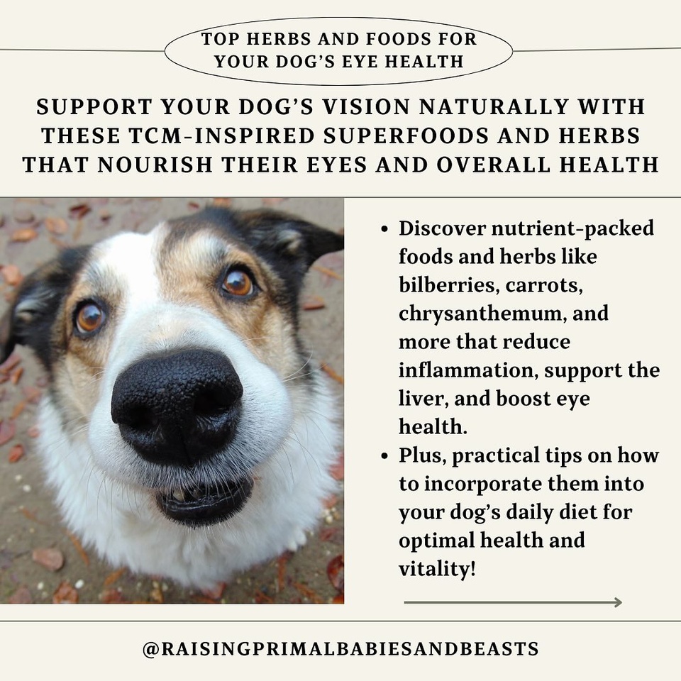 ? Top 5 Herbs & Foods for Your Dog’s Eye Health ?️?

As dogs age, maintaining eye health is essential. Traditional Chinese Medicine (TCM) links vision to liver health, and the right diet can support both. Here’s how to naturally nourish your dog’s eyes:

1️⃣ Bilberries (Blueberries’ Wild Cousin) ? ? Why: Rich in antioxidants and anthocyanins, they strengthen blood vessels and aid night vision. ? How: Add fresh or freeze-dried bilberries (or blueberries) as a treat or topper.

2️⃣ Carrots & Orange Veggies ? ? Why: Beta-carotene converts to vitamin A, supporting healthy vision and preventing degeneration. ? How: Steam/lightly cook carrots, squash, or pumpkin for better digestibility and use as a topper.

3️⃣ Chrysanthemum Flowers ? ? Why: In TCM, they “cool” the liver, aiding dry eyes and strain. ? How: Brew a tea; add a few tablespoons to food or water.

4️⃣ Egg Yolks (Pasture-Raised) ? ? Why: Lutein and zeaxanthin protect against cataracts and boost eye health. ? How: Serve raw (if tolerated) or lightly cooked as a weekly treat.

5️⃣ Goji Berries ? ? Why: Rich in antioxidants, vitamin C, and beta-carotene, they nourish the liver and eyes. ? How: Soak, chop, and mix into food.

Bonus Tips for Eye Health ?
 ? Herbs: Add turmeric or parsley for anti-inflammatory benefits. ? Hydration: Keep your dog hydrated for optimal health. ? Vet Checks: Watch for cloudiness, discharge, or signs of aging and consult your vet.

Comment “EYES” below for my blog post with recipes and more tips!

What foods or herbs do you include for your pup’s health? Share below! ?✨