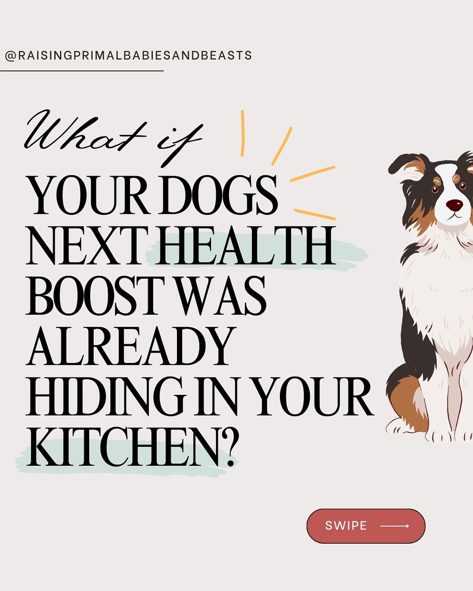 Did you know that some of the same herbs you use to season your meals can be incredibly beneficial for your dog’s health too? Here are some of the best herbs to add to your dog’s diet and why they’re so powerful!

? Parsley
* Why It’s Amazing: Packed with vitamins A, C, and K, parsley is a natural breath freshener and supports kidney function.
* How to Use: Chop it finely and sprinkle it over your dog’s food for a nutrient boost.

? Basil
* Why It’s Amazing: Known for its anti-inflammatory and antibacterial properties, basil can help soothe arthritis and fight infections. It’s also a calming herb, great for dogs with anxiety.
* How to Use: Add a small pinch of fresh basil leaves to their meals or mix it into homemade treats.

? Oregano
* Why It’s Amazing: Oregano is rich in antioxidants and can help support your dog’s immune system. It’s also a natural antifungal and antibacterial agent, making it great for gut health.
* How to Use: Use a tiny sprinkle of dried oregano or a few fresh leaves mixed into their food.

? Dill
* Why It’s Amazing: This digestive-friendly herb can help with upset stomachs and reduce bloating. Dill is also great for freshening breath and supporting dental health.
* How to Use: Finely chop fresh dill and mix it into your dog’s food or water.

? Thyme
* Why It’s Amazing: A natural antimicrobial herb, thyme supports respiratory health and can help fight off minor infections. It’s also rich in antioxidants.
* How to Use: Add a pinch of fresh or dried thyme to their meals in small quantities.

? Rosemary
* Why It’s Amazing: Rosemary supports cognitive function and memory in aging dogs. It’s also a natural preservative, rich in antioxidants that help fight free radicals.
* How to Use: Use a small pinch of fresh rosemary chopped into their meals.

✨ Comment “HERBS” and I’ll send you dosing instructions + more ideas on how to incorporate these into your dog’s meals! ?

✨Comment ‘BROTH’ and I’ll send you a link to purchase my Healing Bone Broth for Dogs: Recipes for Optimal Canine Health (now on sale!). You’ll use many of these culinary herbs plus medicinal ones in each recipe. ??