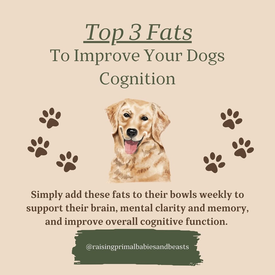 The Top 3 Fats to Boost Your Dog’s Brain Health ??

Did you know the fats you feed your dog play a huge role in their cognitive health and memory? Whether you’re raising a puppy or supporting an aging dog, these healthy fats can work wonders for mental clarity and brain function!

Top Brain-Boosting Fats for Dogs:

? Fish Oil (Omega-3 Fatty Acids)
* High in DHA, essential for brain health and cognitive function.
* Sources: Wild-caught salmon, sardine, or anchovy oil.

? Coconut Oil
* Packed with MCTs (medium-chain triglycerides), which provide energy to the brain and support mental clarity.
* Great for aging dogs to reduce cognitive decline.

? Grass-Fed Animal Fats
* Rich in natural vitamins A, D, and E, which are essential for brain and overall health.
* Look for high-quality options like beef tallow, pasture-raised lard, or fatty cuts of grass-fed meat.

✨ Pro Tips for Using Fats: Introduce fats gradually and ensure they’re high-quality and toxin-free. Adjust portion sizes based on your dog’s size, age, and health needs!

Want to Learn More About Healthy Fats?

Discover how nutrient-dense fats can benefit your whole family—including your dogs—with my Essential Healthy Fats Guide for Moms, Babies, and Dogs!

? The Essential Healthy Fats Guide
 ? Boost brain, skin, gut, and immune health using ancestral wisdom inspired by GAPS and Weston A. Price traditions.
 ✨ Inside the Guide:
* Easy ways to add fats like ghee, coconut oil, and fish oil to meals.
* Dosage recommendations for every life stage and size (even for your dogs!).
* Hacks for picky eaters and simple meal ideas to fuel the brain and body naturally.

? Now on sale for $5.99 through the end of the month!

? Link in bio in my STORE—grab your copy today and start transforming your family’s health with nutrient-dense fats!