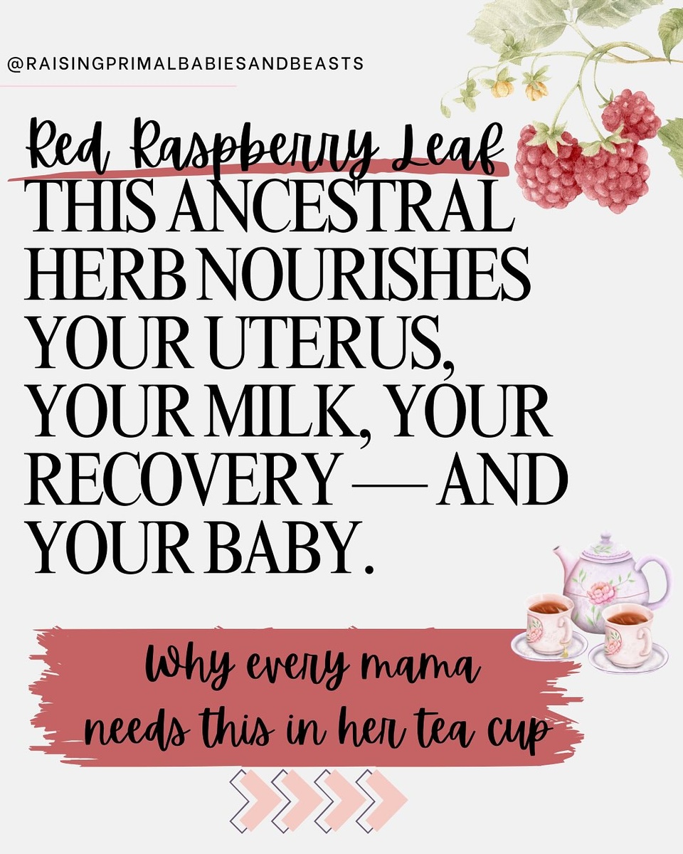 Red Raspberry Leaf for Pregnancy, Postpartum & Breastfeeding ??

This isn’t just a tea—it’s ancestral womb medicine.
Red raspberry leaf (Rubus idaeus) has supported women for generations. It’s iron-rich, mineral-loaded, and known for toning the uterus, replenishing blood, and supporting postpartum recovery. It’s slow, steady nourishment for every phase of womanhood—pregnancy, healing, milk-making, and beyond.

✨ Why it matters: 
✔️ Tones the uterus (supports efficient contractions + healing postpartum) ✔️ Builds iron-rich blood (great for heavy periods & post-birth recovery) ✔️ Packed with calcium + magnesium (eases PMS, anxiety, & boosts milk quality) ✔️ Gentle tannins & antioxidants (gut lining support + anti-inflammatory)

? Use in 2nd/3rd trimester to prep for birth ? Drink postpartum to help the uterus return to size + rebuild mineral stores ? Supports milk richness, hormone balance & baby’s digestion via breastmilk ? Gentle enough for toddlers (small amounts, always check sensitivity)

This is slow, generational medicine—trusted by midwives, herbalists & great-grandmothers alike. ?
? Want my favorite herbal product suggestions, blends, and easy recipes? ? Comment RASPBERRY and I’ll DM you the blog post!

#RedRaspberryLeaf #PregnancyTea #PostpartumRecovery #HerbalSupport #HolisticMama #MineralRichHerbs #BreastfeedingSupport #WombWisdom #NaturalHealing #NourishingTraditions #RealFoodForMamas #AncestralWellness #ThirdTrimesterTips #MamaTeaMagic