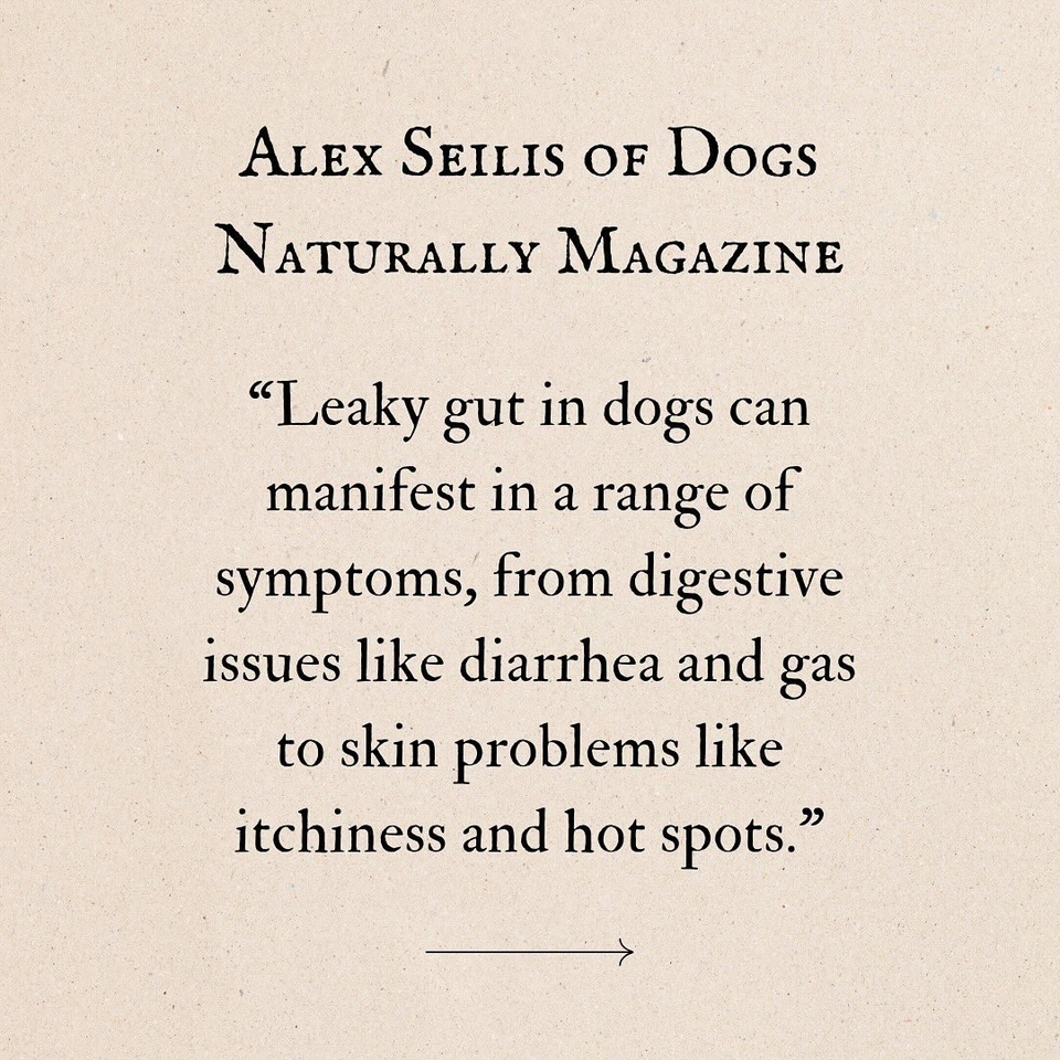 ? Why Gut Health Matters for Your Dog ?

Your dog’s gut health impacts so much more than just digestion—it’s key to their overall well-being, from nutrient absorption to immune function. A healthy gut means fewer digestive issues, balanced immunity, and a happier dog. But when gut health is compromised, like in cases of leaky gut, it can lead to discomfort, immune challenges, and even skin issues.

For my dogs, we focus on gut health by adding raw milk kefir, raw milk yogurt, raw milk, sauerkraut, meat and bone broth, and we regularly rotate brands and types of food with fresh toppers. We also use probiotics in rotation with herbs and other supplements to keep their gut balanced and their overall health in check. These additions help diversify their gut microbiome, improve digestion, and support their immune system.

Leaky gut occurs when the gut lining becomes permeable, allowing toxins and allergens to leak into the bloodstream, triggering immune responses and inflammation. Symptoms of leaky gut in dogs can include digestive issues, skin problems, and even mood changes.

Interested in learning more about leaky gut and how to prevent it? ? Head to the article by @dogsnaturallymagazine linked in my bio for a deep dive into your dog’s gut health and tips on how to support it! ?

What do you do to support your dog’s gut health? Comment below! 

Follow for more tips on how to heal the gut for the entire family!

#DogHealth #GutHealth #LeakyGut #PetWellness #DogNutrition #HealthyDogs #HolisticPetCare #HealthyLiving #NaturalPetCare #DogSupplements #GutHealing #PetCare #Probiotics #PetHealth #HealthyPet #DogDiet #DigestiveHealth #DogWellness #GutMicrobiome #PetLover #WellnessJourney #HappyDog #HealthyLifestyle #DogParents #SkinHealth #RawMilk #BoneBroth #FermentedFoods #HealthyGut #FollowForTips