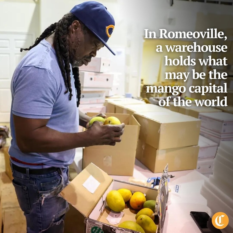 We think Chicago is the mango capital of the world.”

It’s a bold argument from Jaidev “Jai” Sharma, owner of MangoZZ, but surprisingly, it has its merits.

Sharma operates a warehouse in Romeoville, where, for a few brief summer weeks, premium mangoes from all over the Indian subcontinent mingle together.

Tap on our bio link to read more.

——

Photo 1: Freddie Williams inspects Alphonso mangoes to package and send to customers at the ZZ Group Inc. warehouse in Romeoville on May 28, 2024.

Photo 2: Freddie Williams packages Kesar mangoes.

Photo 3: Jaidev Sharma, president of ZZ Group Inc., stands with boxes of Indian mangoes.

? Ahmed Ali Akbar / Chicago Tribune
? Eileen T. Meslar / Chicago Tribune / 
@emeslar