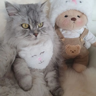 How about this??? #getahugco #teddybear #cat