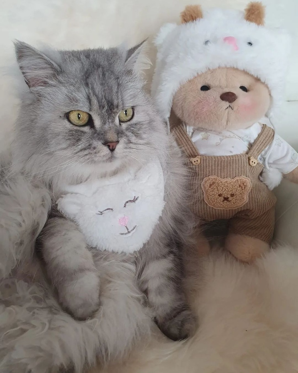How about this??? #getahugco #teddybear #cat