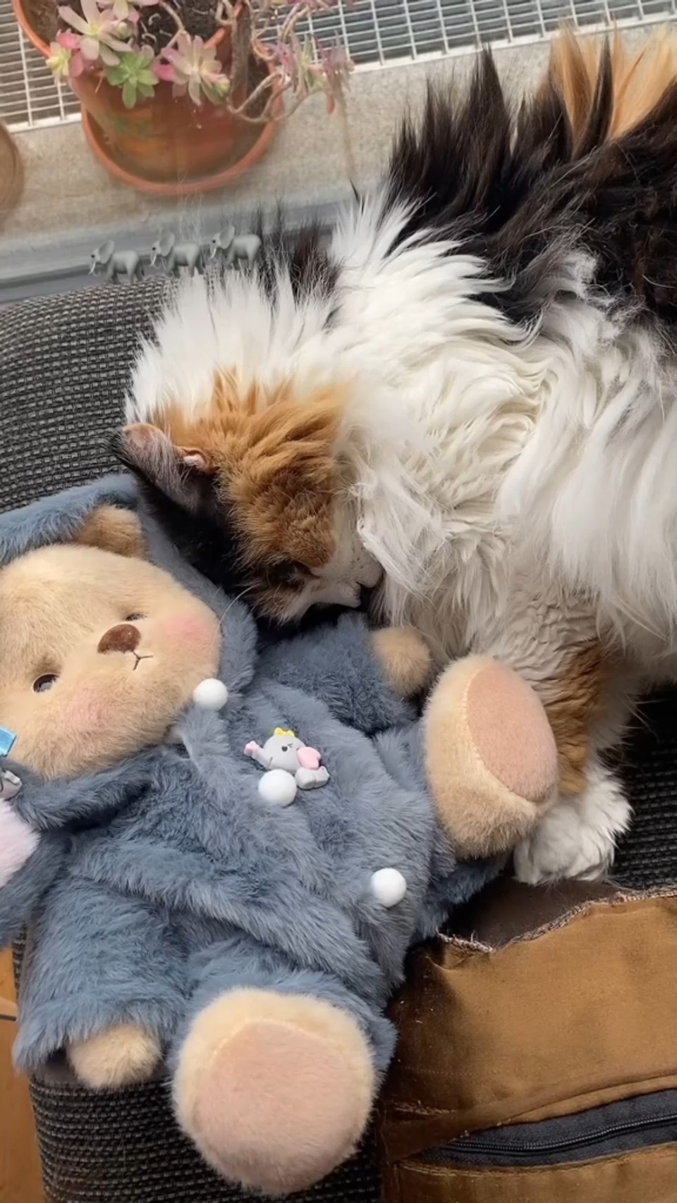 Hi, this is my little brother???
#Getahug #teddybear #cat #love #animallovers #bearlover #cute #kawaii #oursenpeluche #cadeau #fyp