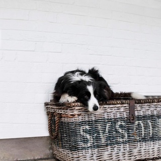 There are many reasons guests love staying at @oldschoolhousemilton on NSW's South Coast, but one of the biggest attractions is owner Jenny Paul's two #bordercollies, Molly and Tui. "A lot of people actually send me an email and say 'I want to make sure your dogs are going to be there', Jenny says with a smile. ⁠
⁠
Read more about this doggy duo and other loveable hounds who love their life in the country, via the link in our bio.⁠
⁠
Photography: @brigidarnottphotography⁠
⁠
#countrydog #bordercollie #bordercollielovers⁠
⁠
