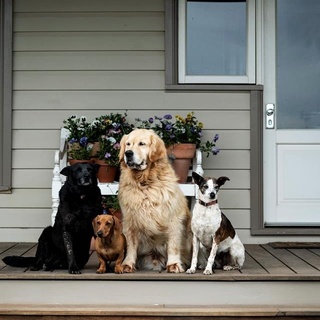 We couldn't resist sharing this adorable image of golden retriever Hugo, #dachshund, Arlo, six-year-old kelpie, Otta, and nine-year-old whippet fox terrier cross, Lollipop, sitting on the #verandah of their home near #Orange in NSW Central West. ⁠
⁠
All four dogs love to spend time in the #garden with their owner, artist and landscape designer @thegardencurator, keeping her company as she works her magic. See more of this stunning property via the link in our bio.⁠
⁠
Photography: @brigidarnottphotography⁠
⁠
#countryhome #countrygarden #countrydog⁠
⁠
