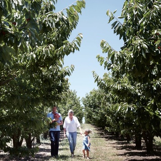 @hillsideharvest at Borenore, 16 kilometres to the west of #OrangeNSW, is a family affair and come cherry season in summer, it's all hands on deck.⁠
⁠
"Christmas and #cherries go together," owner Sophie says. "When the cherries are ripe — and when that is exactly will depend on the season — we open the orchard for people to come and pick their own fruit."⁠
⁠
Take a tour of this thriving family #orchard and plan a visit just in time for cherry season! ⁠
⁠
Photography: @prueruscoe⁠
⁠
#fruitpicking #aussiefarmers #visitorange #shoplocal⁠
