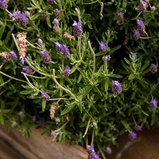 A sprinkling of fresh herbs right before serving makes any plate of food look and smell beautiful, but that's not the only way to elevate a dish. Enter, #edibleflowers ?⁠
⁠
But don't just go scattering any old #flowers on the sponge cake you've just baked for a special occasion. Tap the link in our bio for our favourite (and safe) varieties to take your #garnish to the next level. ⁠
⁠
#lavender #gardentoplate #growyourown