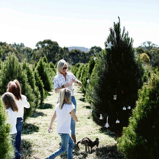 Louisa Boag and three of her daughters apply a decorative touch to one of the 30,000-plus Christmas trees on their farm in the NSW #SouthernHighlands. ⁠
⁠
October to December is peak season for their business @thechristmastreeman, when up to 15,000 trees are cut and delivered to a mix of wholesale and retail customers.⁠
⁠
Tap the link in our bio to read about life on a #Christmas tree farm and how to order a tree. ⁠
⁠
Photography: @markroperphotography⁠
⁠
#christmastreefarm #christmastree #realchristmastree⁠
