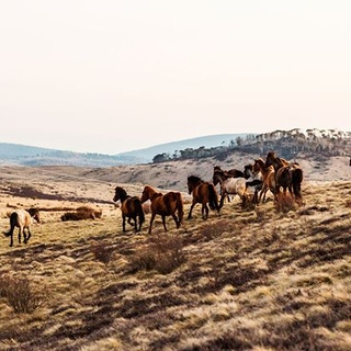 Country Style is celebrating it's 30th birthday this month and you're invited to the party! Join us for the inaugural Country Style Ball on Thursday May 30th at Carriageworks in Sydney, where we'll celebrate this milestone and the people who are making a difference in regional Australia. You could also win the lucky door prize - this beautiful framed photograph of wild brumbies in the Mount Kosciuszko National Park by contributor @kararosenlund. For more information and ticket sales, click on the link in our bio. #countrystyleloves #birthday #party #brumbies