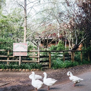 Behind every great garden is a great story. That’s definitely true of the landscape surrounding Ford House in Bridgetown, WA where a flock of geese freely roam. The garden has a long, 120 year history, but current owner Jenny Brickwood’s chapter began in 1995. Back then, she and her partner Ken Rotman were only novice gardeners but knew the place had to be theirs. "We didn't have children together, so it was like our baby. We were constantly thinking about what we could put here, or plant there. It was a beautiful obsession," says Jenny. Read the full story and tour the garden by clicking the link in bio.⁠
⁠
#goose #gardening ⁠
#landscaping #gardendesign⁠
⁠
Words: Amy Richardson⁠
Photography: @abbie_melle