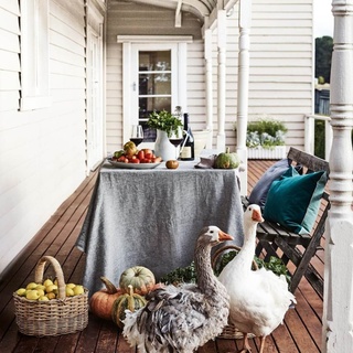 Inquisitive Sebastapol geese, with their distinctive ruffled feathers, check out the fresh produce on the verandah of Babbington Park, home of @du_fermier chef Annie Smithers. ⁠
⁠
"It's the narrative of my restaurant and me, that I grow all the stuff for my cooking at my farm," she says. ⁠
⁠
Tap the link in our profile to explore her home and farm. ⁠
⁠
Photography: @markroperphotography⁠
Styling: @lee_blaylock⁠
⁠
#verandah #geese #farmtotable #outdoorliving #farmhouse