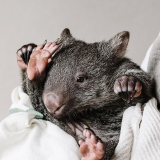 Have you seen our #Christmas cover featuring baby wombats, Sebastian and Bubbles? If you love native animals as much as we do consider purchasing a Prints for Wildlife by @marniehawson, with 100 per cent of profits going to #wildlife sanctuaries. Proceeds from the sale of gorgeous Kate the bare-nosed #wombat go to @emeraldmonbulkwildlifeshelter Add it to your Christmas wish list.⁠
⁠
Visit marniehawson.com.au/prints-for-wildlife⁠
⁠
Photography @marniehawson
