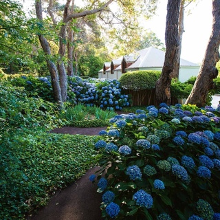 You know its summer at Margaret River's Secret Garden when a sea of heavenly hydrangeas is in bloom. ⁠
⁠
"I love to share my garden with other people and see them enjoy it," says owner Pat Poynter, who started the garden with the help of landscape designer @paulbangay in 1997.⁠
⁠
Today, Pat propagates more than 200 plants every year for the garden that has become a popular wedding location. ⁠
⁠
Find the link in our bio to see the garden's wisteria-wrapped pergolas and crabapple avenue. ⁠
⁠
⁠
Photography: @clairetakacs⁠
⁠
⁠
#flowers #flowerstagram #hydrangeas #hydrangeaseason #garden
