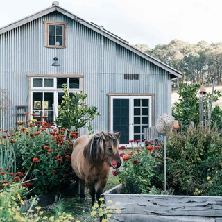 Home to sweet girl Georgie, Black Barn Farm has steadily been transformed since Jade Miles and her partner Charlie Showers purchased it into a thriving property, boasting organic permaculture produce gardens, a small-scale orchard, a nursery and an education centre.⁠
⁠
"We'd always known we wanted to farm but we're first-generation farmers so we couldn't rely on inheriting property, we had to do it ourselves," says Jade.⁠
⁠
Explore the property via the link in bio.⁠
⁠
Photography: @marniehawson⁠
Styling: @toni_tandco⁠
Words: @ginimhoff⁠
⁠
#pony #corrugatedironbarn #countrygarden #barnstylehome
