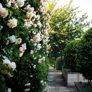 Seeking a quieter way of life, Sue and Steve Pate fell head over heels in love with this property with its own private lake on Victoria’s Mornington Peninsula. ⁠
⁠
The lake and garden attract many birds, including swamphens, dusky moorhens, ducks, cormorants and black swans.⁠
⁠
Here, ‘Buff beauty’ roses climb a wall opposite shaped bay trees that mark the entrance to the vegetable garden.⁠
⁠
Tap the link in our bio to wander  through the garden.⁠
⁠
Photography: @clairetakacs ⁠
⁠
#climbingrose #hedge #countrygarden #gardenpath