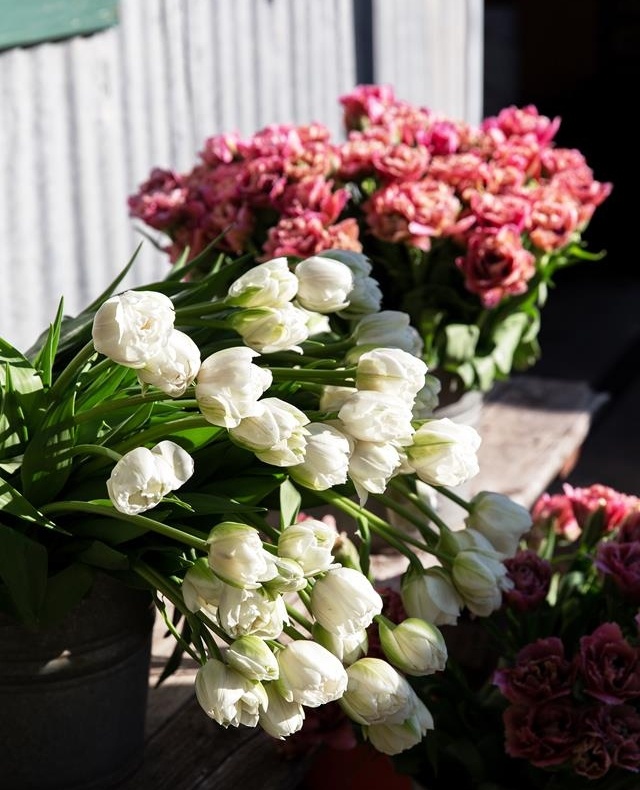 The town of Silvan, located in a picturesque pocket of rural Victoria, is home to a legion of bulb breeders and flower growers. Among them is the Tesselaar family.⁠
⁠
Established by Cees and Johanna Tesselaar, who arrived in Australia in 1939 with little more than a few tulip bulbs in their luggage, the family business and heritage has been passed down through generations and is maintained through the annual @tesselaar_tulip_festival⁠
⁠
Tap the link in our bio to meet the fourth generation of Tesselaars — Paul and his wife Rachael — and take a tour of the famous flower farm.⁠
⁠
Photo: Danny Wooton⁠
⁠
#tulips #tesselaartulipfestival #flowers #flowerfarm⁠
⁠
