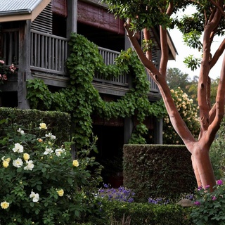 From the magnificent salmon-coloured trunk of the Arbutus x andrachnoides that stands out against the house facade, to the yellow blooms of the David Austin 'Windrush' #rose, this garden in #Orange, NSW, features a wonderfully eclectic mix of plants. Tap the link in our bio to see more.⁠
⁠
Photography: @brigidarnottphotography⁠
⁠
#countrygarden #australiangardens #countrygarden