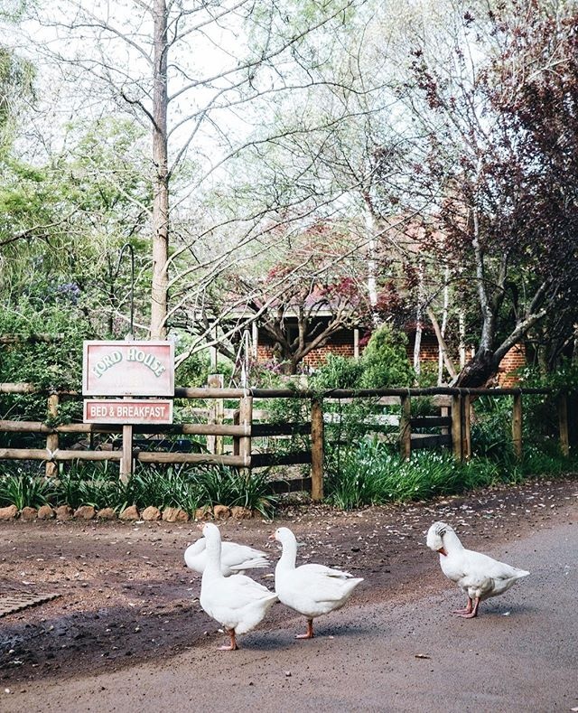 Behind every great garden is a great story. That’s definitely true of the landscape surrounding Ford House in Bridgetown, WA where a flock of geese freely roam. The garden has a long, 120 year history, but current owner Jenny Brickwood’s chapter began in 1995. Back then, she and her partner Ken Rotman were only novice gardeners but knew the place had to be theirs. "We didn't have children together, so it was like our baby. We were constantly thinking about what we could put here, or plant there. It was a beautiful obsession," says Jenny. Read the full story and tour the garden by clicking the link in bio.⁠
⁠
#goose #gardening ⁠
#landscaping #gardendesign⁠
⁠
Words: Amy Richardson⁠
Photography: @abbie_melle