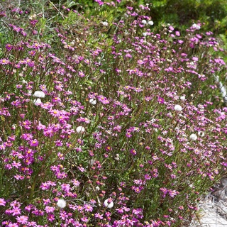 From May to November each year wildflowers light up the deserts of #WesternAustralia, South Australia and New South Wales. In WA, the season starts in the #Kimberley and then proceeds south, and the spectacle has become a major tourist attraction.⁠
⁠
If you can't travel to see #wildflowers this year, why not try growing your own? Wildflowers fit in anywhere, and you can choose species to suit any kind of garden or theme . Tap the link in our bio to find out how.⁠
⁠
Photography: @mtwee1⁠
⁠
#nativeflowers #nativegarden #dasies