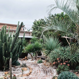 Artist Philip Drummond's cacti garden in the Hunter Valley is an ever-evolving work of art. ⁠
⁠
Filled with towering cacti and shady native Australian trees, the water-wise garden is a rich source of inspiration for the artist, who is a self-taught still-life painter. ⁠
⁠
Tap the link in our profile to explore the garden and learn more about Philip's artistic process.⁠
⁠
Photography: @abbie_melle ⁠
⁠
⁠
#succulentgarden #succulent #cactus #droughttolerant