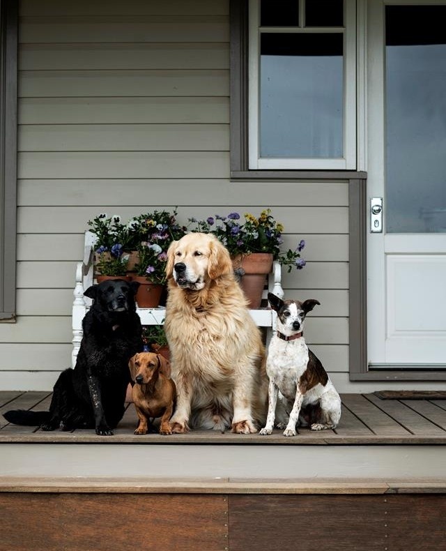 We couldn't resist sharing this adorable image of golden retriever Hugo, #dachshund, Arlo, six-year-old kelpie, Otta, and nine-year-old whippet fox terrier cross, Lollipop, sitting on the #verandah of their home near #Orange in NSW Central West. ⁠
⁠
All four dogs love to spend time in the #garden with their owner, artist and landscape designer @thegardencurator, keeping her company as she works her magic. See more of this stunning property via the link in our bio.⁠
⁠
Photography: @brigidarnottphotography⁠
⁠
#countryhome #countrygarden #countrydog⁠
⁠
