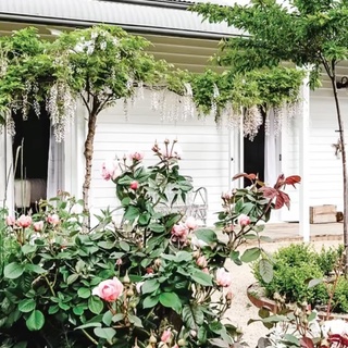 Plump roses, meandering paths and tumbling wisteria; it doesn’t get much more beautiful than Little Oak, a quaint property near Cygnet, Tasmania.

“I have no doubt that Little Oak spoke to who I really was, and it returned me to that,” says creator Pip, who has since entrusted the beloved property to new owners.

Take a closer look via the link in bio.

#cottagegarden #countrygarden #rosegarden #tasmania #englishstylegarden