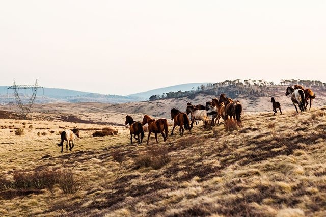 Country Style is celebrating it's 30th birthday this month and you're invited to the party! Join us for the inaugural Country Style Ball on Thursday May 30th at Carriageworks in Sydney, where we'll celebrate this milestone and the people who are making a difference in regional Australia. You could also win the lucky door prize - this beautiful framed photograph of wild brumbies in the Mount Kosciuszko National Park by contributor @kararosenlund. For more information and ticket sales, click on the link in our bio. #countrystyleloves #birthday #party #brumbies