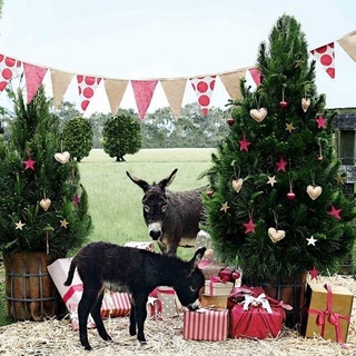 Merry Christmas from the team at Country Style. We wish you a safe and relaxing holiday season filled with joy, good food and time to connect with loved ones, whether that’s in-person, or at a distance.⁠
⁠
As we celebrate Christmas a little differently this year, take a look back at one of our most popular Christmas stories from the archives, featuring miniature donkeys Ma Bell and Ador A Bell at a farm in West Gippsland. Find the link in our bio.⁠
⁠
Photography: @markroperphotography⁠
Styling: Tessa Kavanagh⁠
⁠
⁠
 #xmas #merrychristmas #christmastree #farmlife #animals #animalsofinstagram