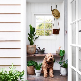 Acre of Roses cottage in Trentham, VIC is one of the most beloved properties ever featured in the pages of Country Style. And while more than 1500 roses line the paddock of the flower farm, a love of plants continues indoors. ⁠
⁠
The cottage is decorated with freshly cut roses, penny gum leaves and countless indoor plants. ⁠
⁠
Tap the link in our profile to follow Keegan the Irish Wheaten terrier inside and discover 7 inspiring ways to decorate with plants.⁠
⁠
Photography: @markroperphotography⁠
Styling: @lee_blaylock⁠
⁠
#indoorplants #plantstyling #countryhome #countrydecor #cottagecore #cottagestyle