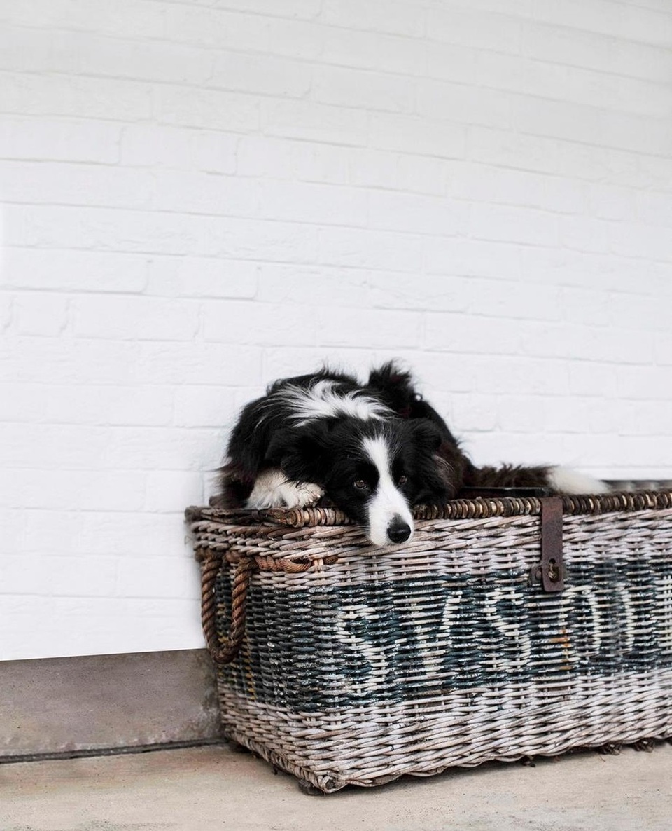 There are many reasons guests love staying at @oldschoolhousemilton on NSW's South Coast, but one of the biggest attractions is owner Jenny Paul's two #bordercollies, Molly and Tui. "A lot of people actually send me an email and say 'I want to make sure your dogs are going to be there', Jenny says with a smile. ⁠
⁠
Read more about this doggy duo and other loveable hounds who love their life in the country, via the link in our bio.⁠
⁠
Photography: @brigidarnottphotography⁠
⁠
#countrydog #bordercollie #bordercollielovers⁠
⁠
