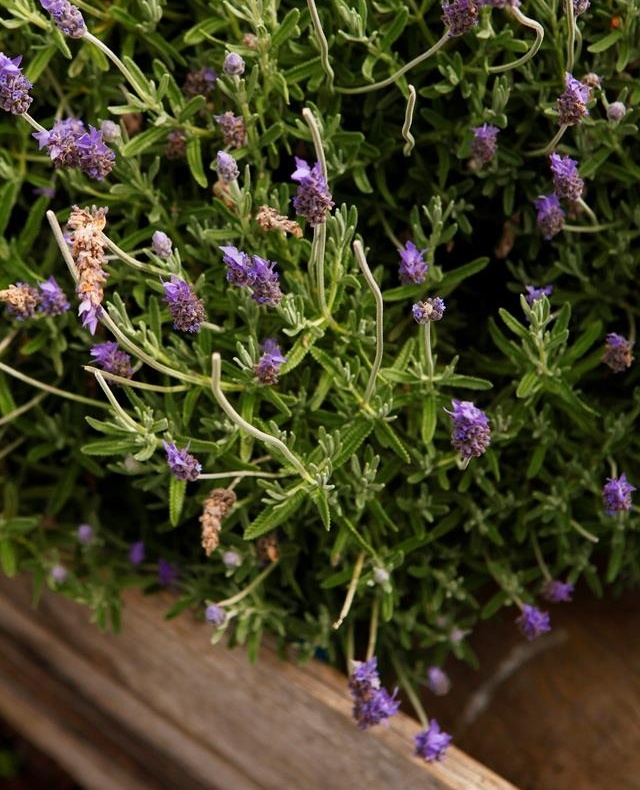 A sprinkling of fresh herbs right before serving makes any plate of food look and smell beautiful, but that's not the only way to elevate a dish. Enter, #edibleflowers ?⁠
⁠
But don't just go scattering any old #flowers on the sponge cake you've just baked for a special occasion. Tap the link in our bio for our favourite (and safe) varieties to take your #garnish to the next level. ⁠
⁠
#lavender #gardentoplate #growyourown