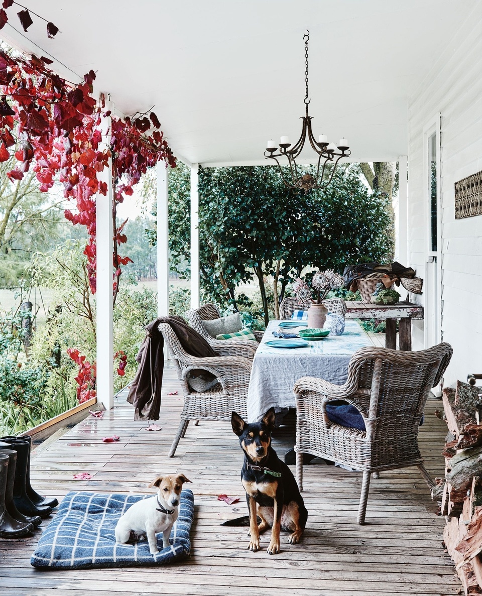 Home to Georgie and William Leckey, and their children - Eliza, 15, and Hugh, 13, this property, dubbed 'Heatherly', offers a picture-book country life.⁠
⁠
While primarily a grazing property (home to cattle and sheep crossbred by Hugh), the property's surprising asset is that it is host to 12 hectares of green tea bushes. As for the house itself, it's a constantly-evolving reflection of the family's lives. "[It] is full of special pieces that have been collected over two generations, and have been edited and edited. The 'decorated house' look takes a long time to achieve," says Georgie.⁠
⁠
Step inside via the link in bio.⁠
⁠
Photography: @lisacohenphoto⁠
Words: @ginimhoff⁠
⁠
#autumnleaves #verandah #countryverandah #countrydogs