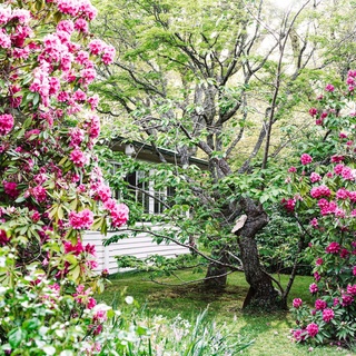 'Minnaruh', a 1920s era cottage hidden by trees and shrubs was once owned by an opera singer and was a smart setting for dinner parties during the 1930s and '40s. ⁠
⁠
Today, it's perhaps best known for its lush garden, lovingly tended by owners, John and Jenny Shaw. "It's not a show garden and we just accept the seasonal nature of it ... In summer it's cool and green - you drive into a shady oasis," says John.⁠
⁠
Pictured here are rhododendrons that are anywhere from 30 to 60 years old. ⁠
⁠
Tap the link in our profile to wander through the garden.⁠
⁠
Photography: @marniehawson⁠
Words: Christine Reid⁠
⁠
#rhododendrons #cottagegarden #pinkflowers #flowergarden #landscaping